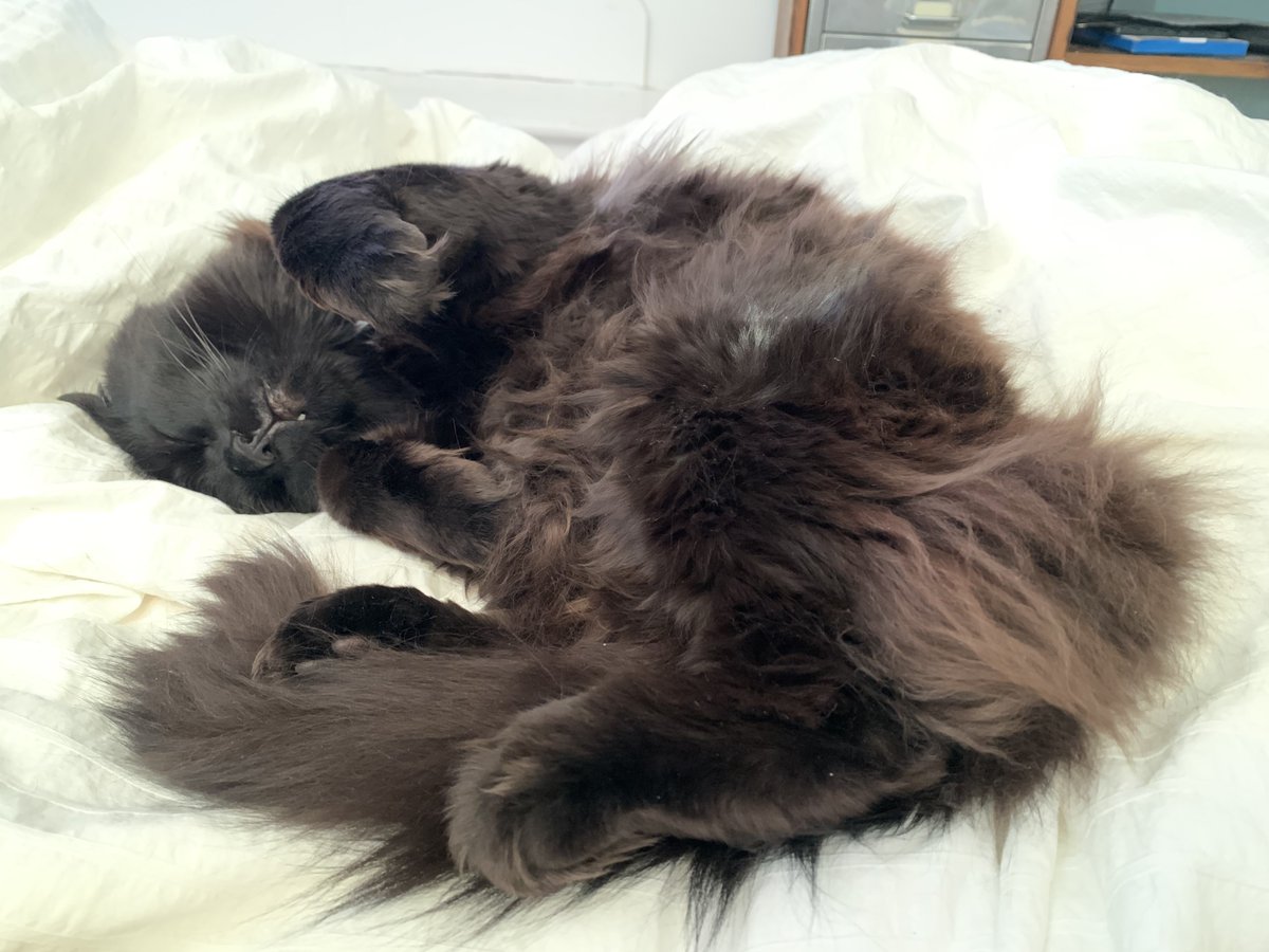 Chubby Chops tweet media