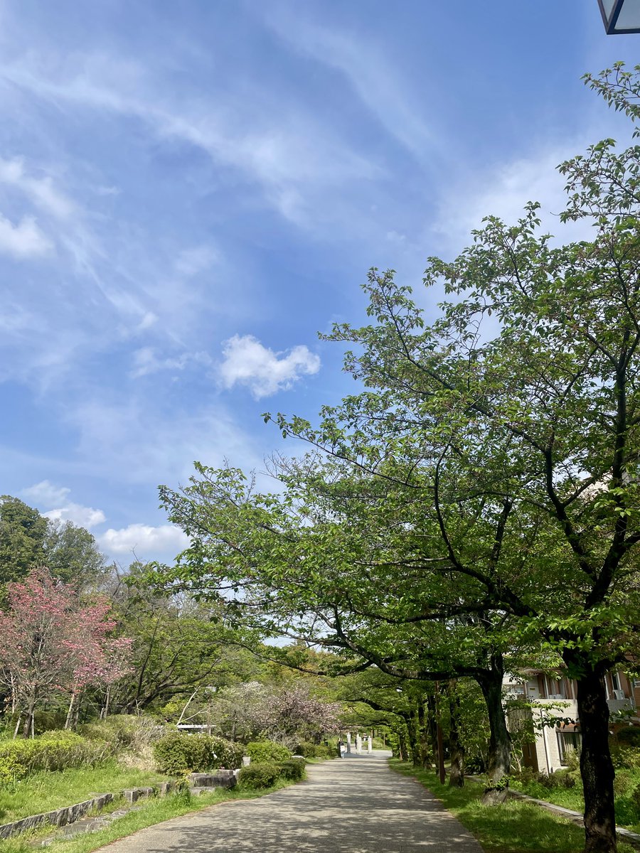 綿雲の白に葉桜の黄緑が映える春晴れの下、ワントレのセッションに向かいます。
#今日の空