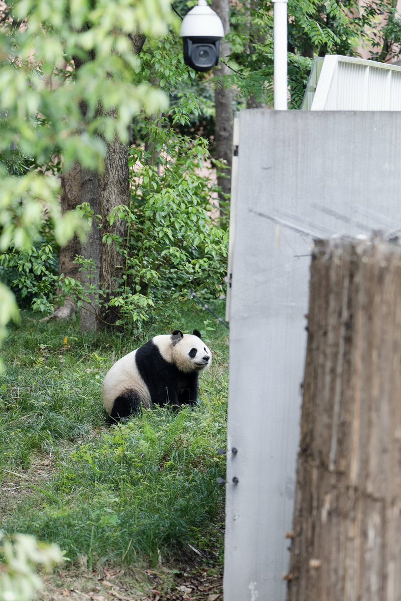 📸 260411 润玥（Run Yue）

#润玥 #runyue #成都大熊猫繁育研究基地