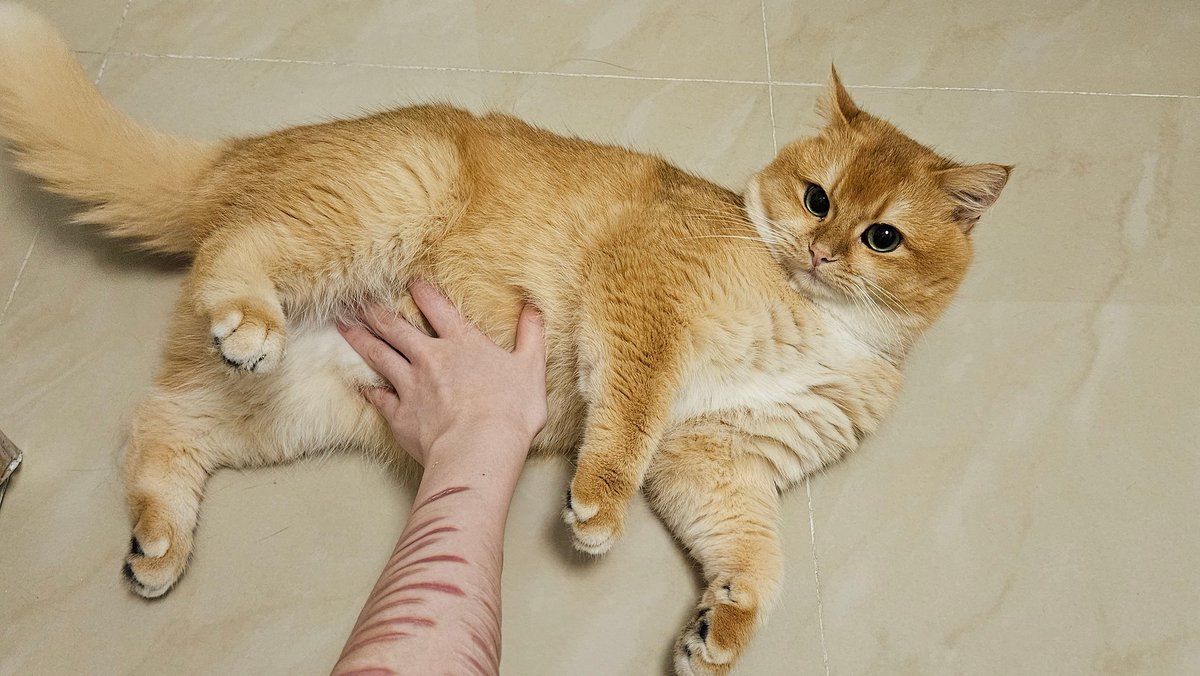 遺灰3.0 tweet media