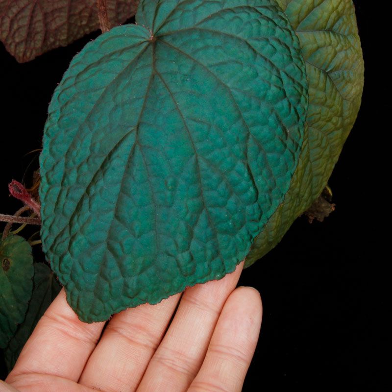zero_plants's tweet photo. ★★★★★
Begonia sp. ' Bac Kan '
ベゴニア sp.

ターコイズブルーのような美しい輝きを放つベトナム原産の原種ベゴニア。
少し暗がりで育成すると容易にこの輝きをみせてくれる優良種です。

+++++++

SUSTAINABLE INDOOR FOREST
NATURAL SYSTEM

#ZERO_SIF

+++++++

ZERO PLANTS　公式オンラインストア >>https://t.co/nA3TQd3KK7
FORESTA(自動微細ミストシステム) >> https://t.co/ebhA0Pm7JL
熱帯林床植物、着生植物>> https://t.co/viqB6KZ0Lu

+++++++

#ミストシステム #ミスティングシステム #植物 #塊根植物 #苔 #ベゴニア #カエル  #盆栽  #ビバリウム #テラリウム #パルダリウム #アクアリウム #爬虫類 #両生類 #熱帯魚  #アグラオネマ #ヤドクガエル