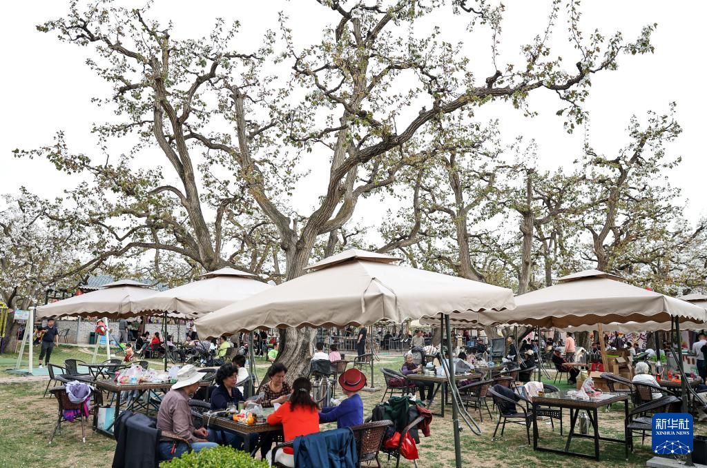 Chinadaily_CH's tweet image. 【甘肅皋蘭：梨花漫什川 花海醉遊人】
近日，#中國 #甘肅省 蘭州市皋蘭縣什川鎮百年梨園內 #梨花 怒放，吸引市民遊客前來踏青賞花，感受濃濃春意。