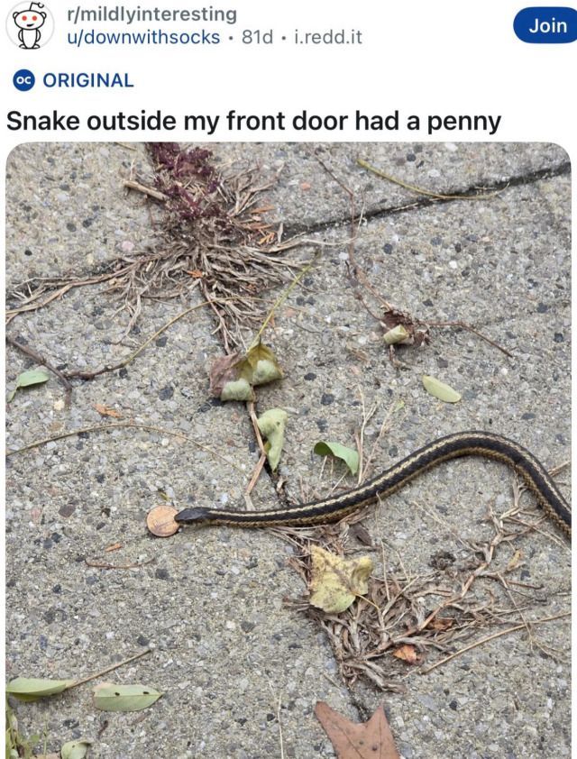 horse dentist tweet media