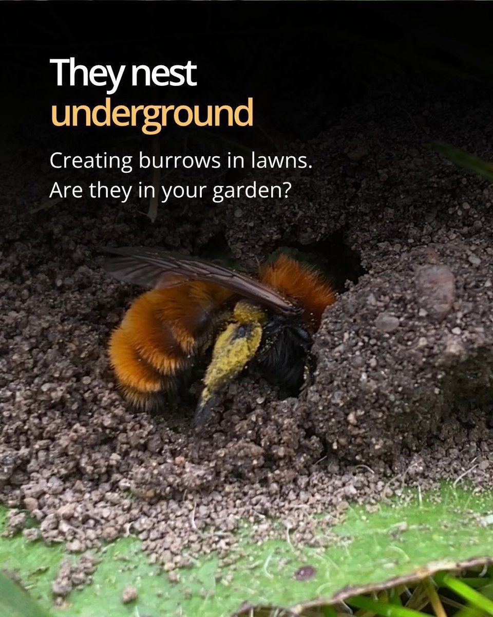 FieldStudiesC's tweet photo. Spotted any little volcano-like holes popping up in your lawn lately? 👀  You might have some special springtime garden guests…. 🐝 

This fuzzy orange beauty is the Tawny Mining Bee (Andrena fulva), one of many solitary bee species that nest in the ground. The females have bright orange hairs on their abdomen, and special adaptations to help them dig into the ground. 

They have strong back legs, with plates on them that help them to move around within the tunnels they dig. Plus, they have a tiny trowel-like tip on their abdomen, called a pygidium, to help clear out soil from their burrows.

They’ve evolved specifically for building nests underground, shaping little homes in our gardens, lawns and wild patches. 🏡 

They’re fascinating to watch, so take a look at your lawn and see if you have any little fluffy residents. Let us know in the comments if you have these beautiful bees in your garden.👇️ 

Check out our opportunities and resources to learn more about insects and garden wildlife: https://t.co/PyFSnrO4Sc 

#NationalGardeningDay #Bees #Entomology #GardenWildlife #Nature