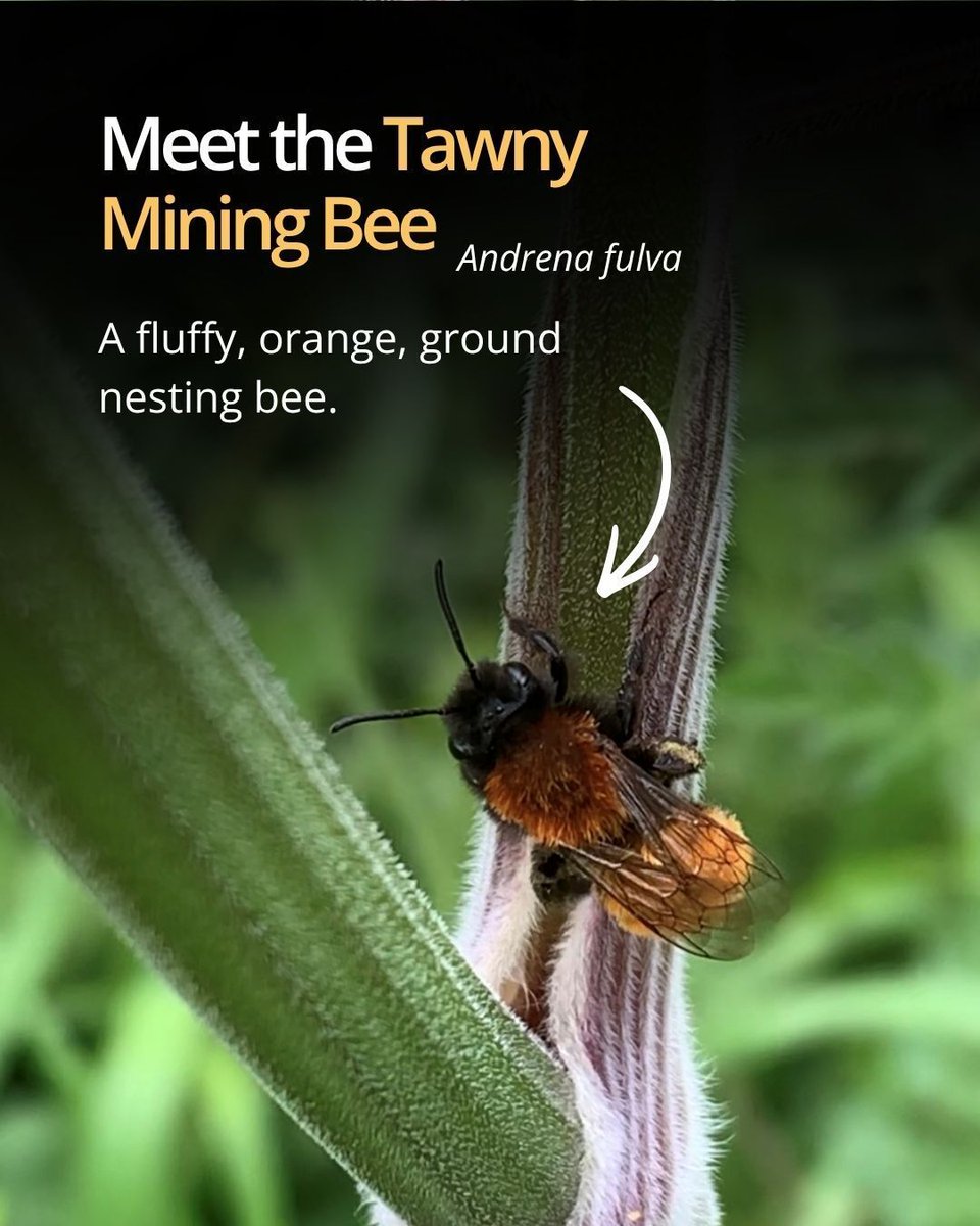 FieldStudiesC's tweet photo. Spotted any little volcano-like holes popping up in your lawn lately? 👀  You might have some special springtime garden guests…. 🐝 

This fuzzy orange beauty is the Tawny Mining Bee (Andrena fulva), one of many solitary bee species that nest in the ground. The females have bright orange hairs on their abdomen, and special adaptations to help them dig into the ground. 

They have strong back legs, with plates on them that help them to move around within the tunnels they dig. Plus, they have a tiny trowel-like tip on their abdomen, called a pygidium, to help clear out soil from their burrows.

They’ve evolved specifically for building nests underground, shaping little homes in our gardens, lawns and wild patches. 🏡 

They’re fascinating to watch, so take a look at your lawn and see if you have any little fluffy residents. Let us know in the comments if you have these beautiful bees in your garden.👇️ 

Check out our opportunities and resources to learn more about insects and garden wildlife: https://t.co/PyFSnrO4Sc 

#NationalGardeningDay #Bees #Entomology #GardenWildlife #Nature