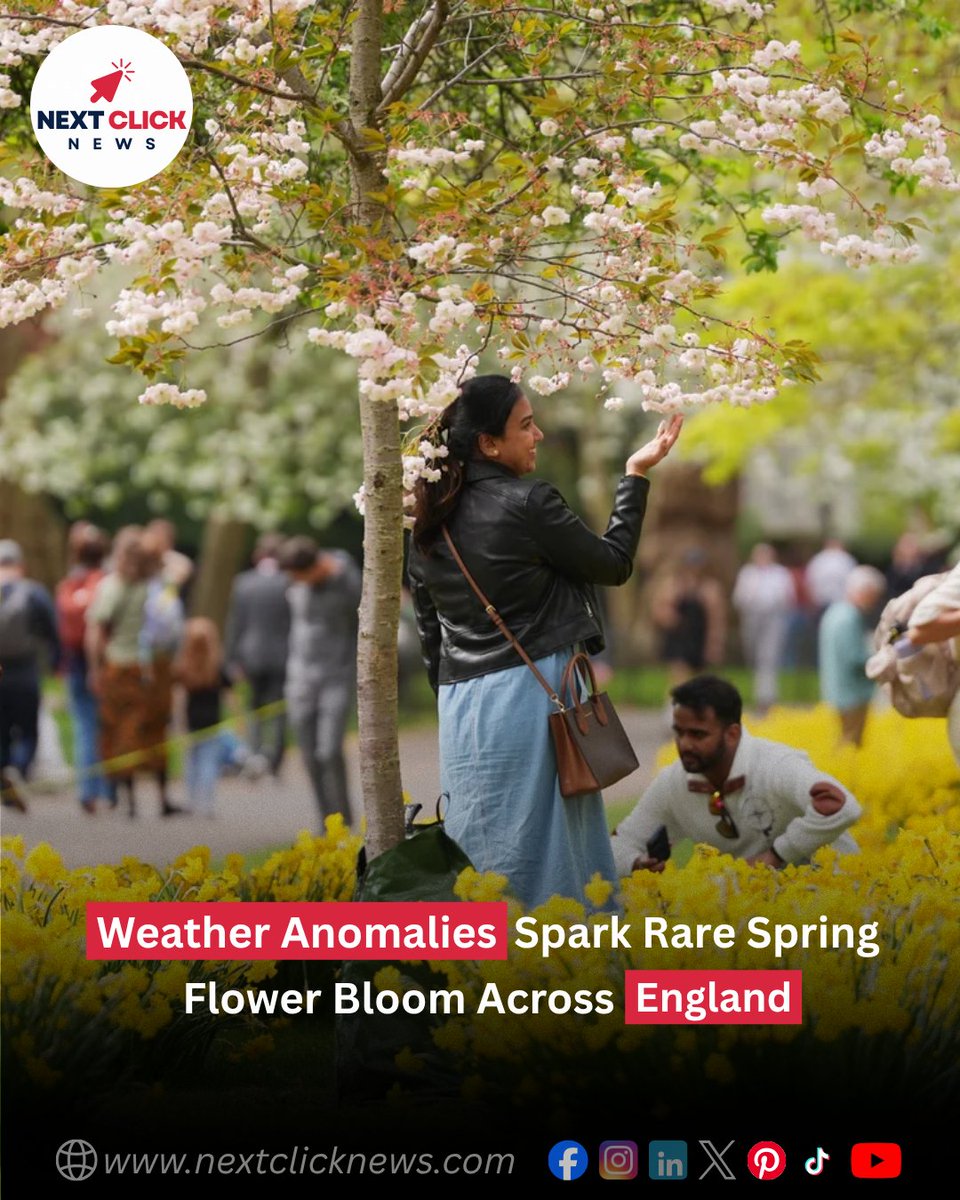 NextClickNews's tweet image. 🌸 Unusual climate patterns have triggered a spectacular and early floral display, turning the English countryside into a vibrant patchwork of color. 

🔗 nextclicknews.com/2026/04/14/wea…

#SpringBloom #England #NatureNews #ClimateShift #Wildflowers #UKNature #EcoWatch #NextClickNews