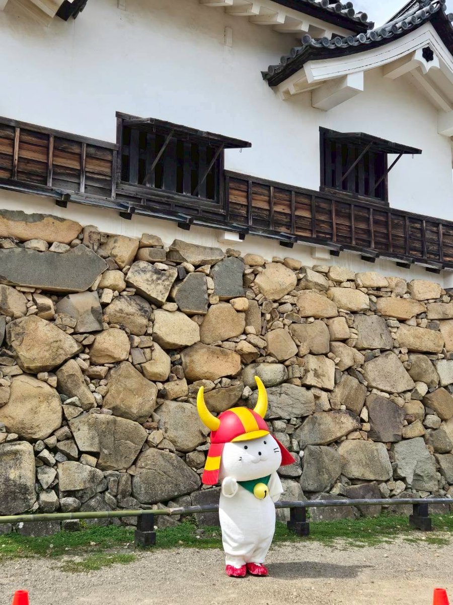 本日も #ひこにゃん 殿はお散歩をまったり楽しんでおられたでござる