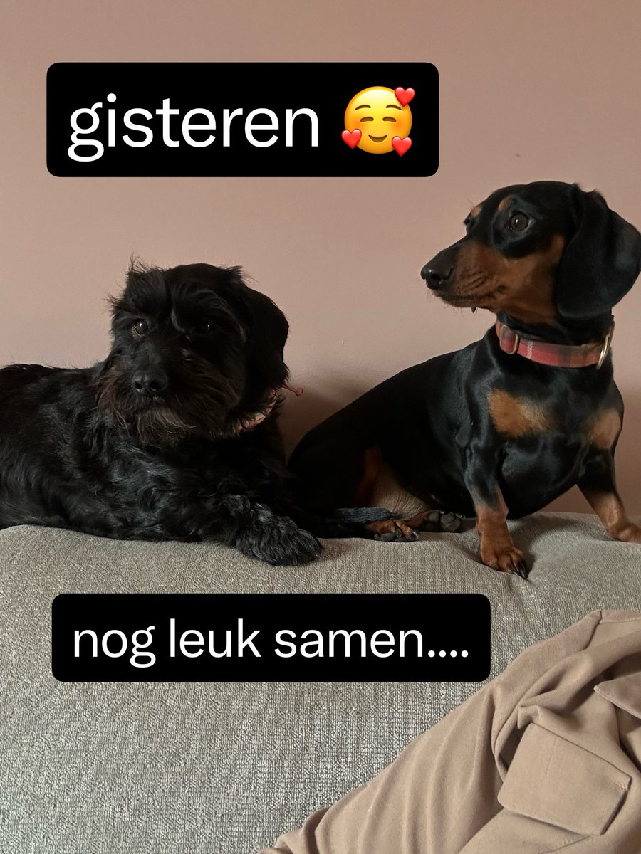 Machteld🐄 tweet media