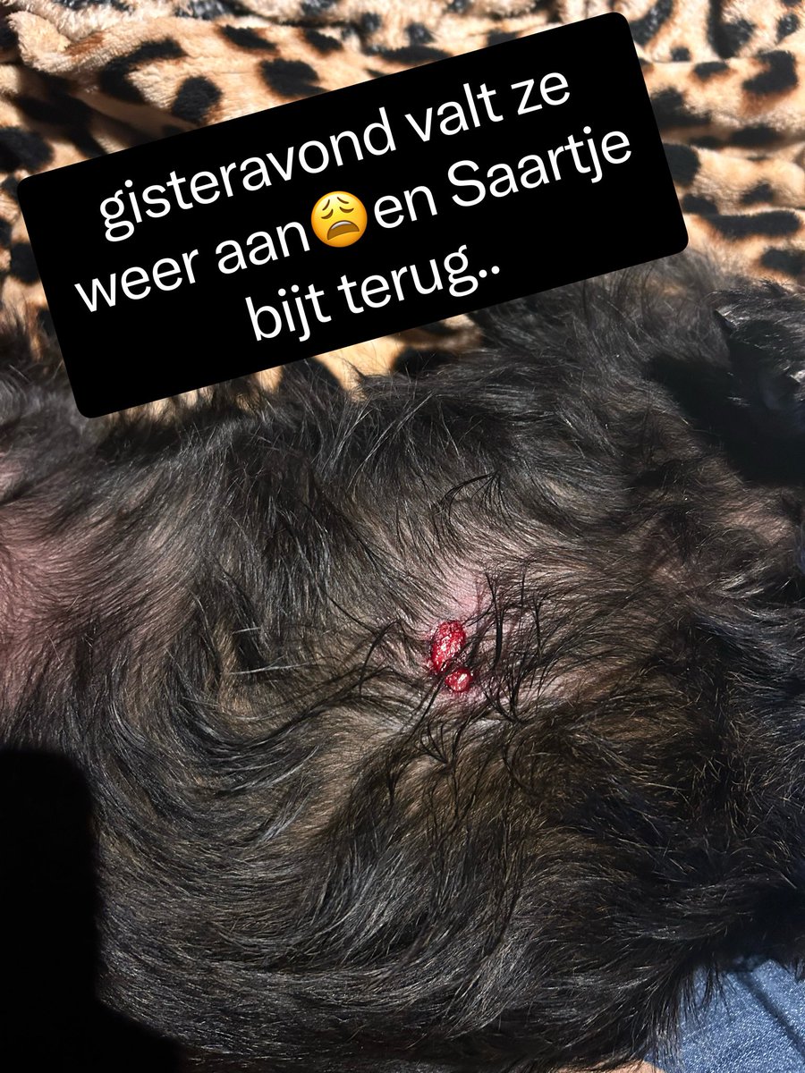 Machteld🐄 tweet media