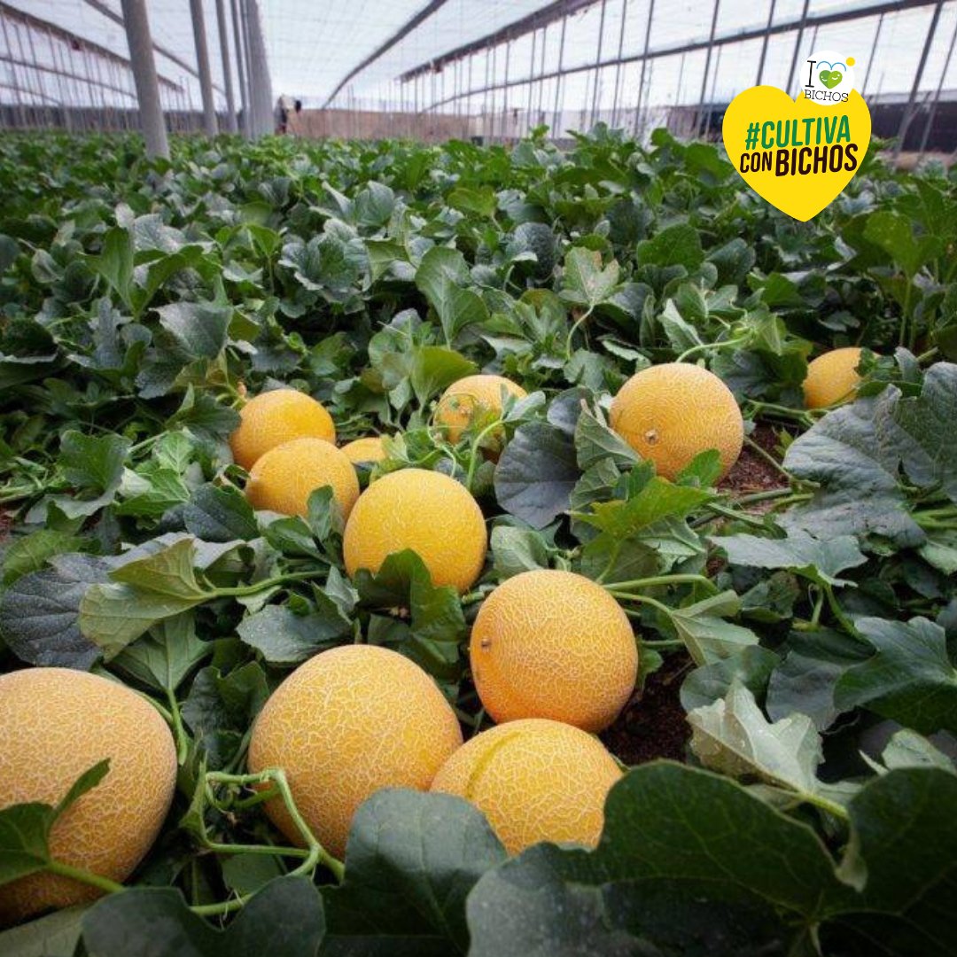 IBichos's tweet photo. 🍈☀️ ¡Llegan las primeras sandías y melones! 🌿💛
Los invernaderos ofrecen condiciones ideales para que estos cultivos se desarrollen antes que en cualquier otro lugar
🔹 Usando control biológico, cuidamos la producción de manera sostenible, respetando el equilibrio natural 🐝🐞 https://t.co/CZfoHmwP1z