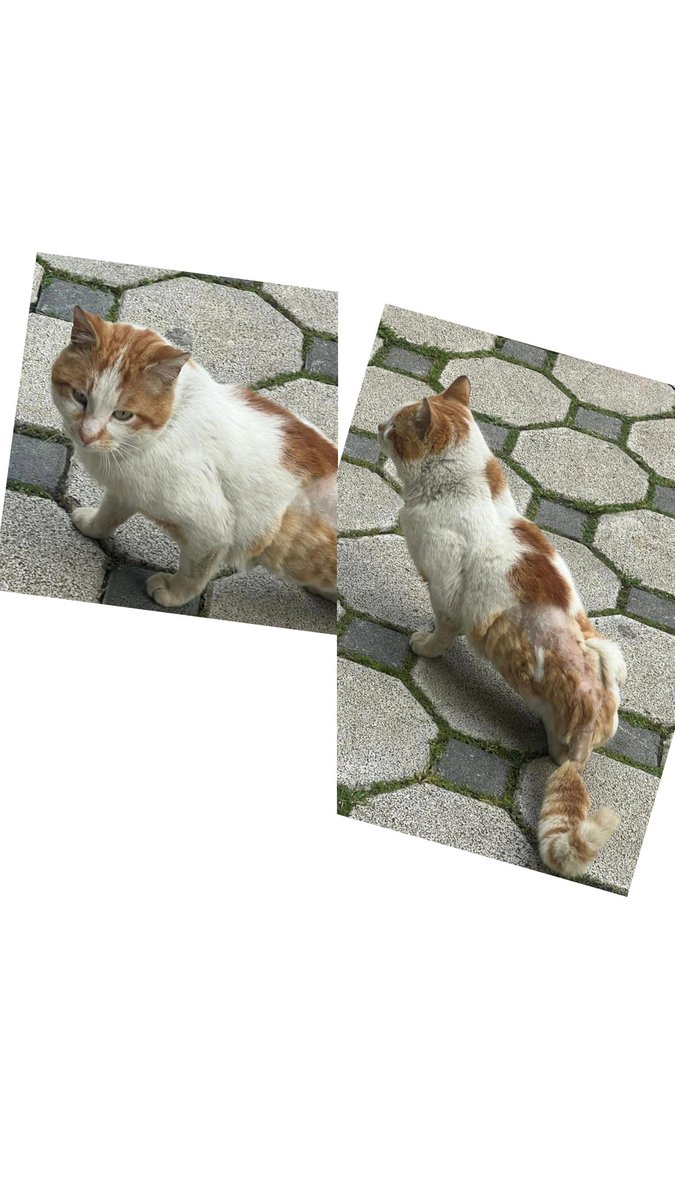 Yüksel Bayram tweet media