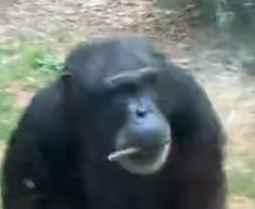 Cheesyfn7's tweet photo. This Chimp from the North Carolina Zoo is going viral for vibing with the Spectators https://t.co/2qSzoPA23z