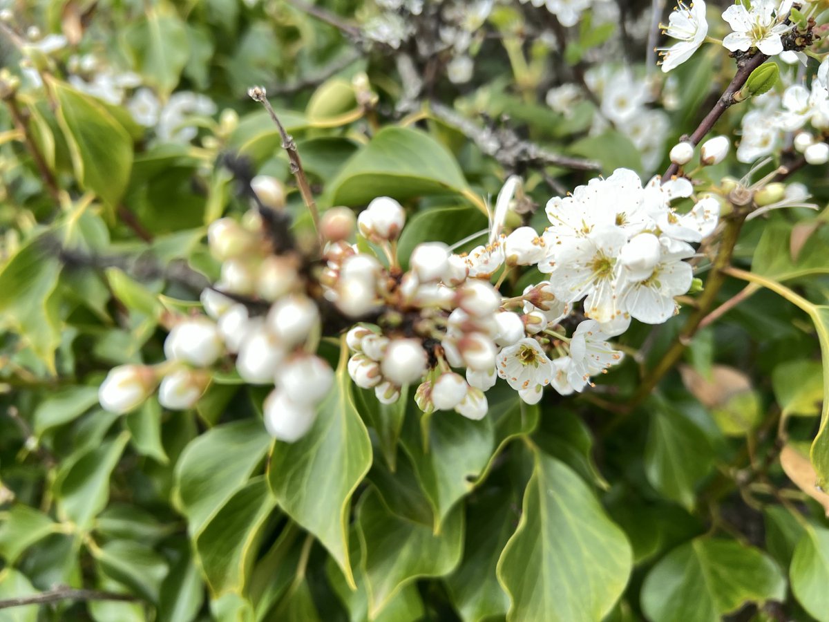 bir08967383's tweet image. Lost in spring’s spell 🌸✨
#SpringVibes