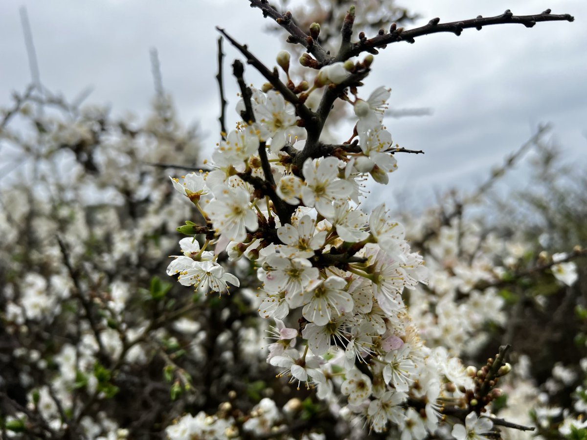 bir08967383's tweet image. Lost in spring’s spell 🌸✨
#SpringVibes