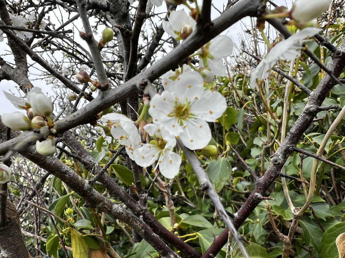 bir08967383's tweet image. Lost in spring’s spell 🌸✨
#SpringVibes