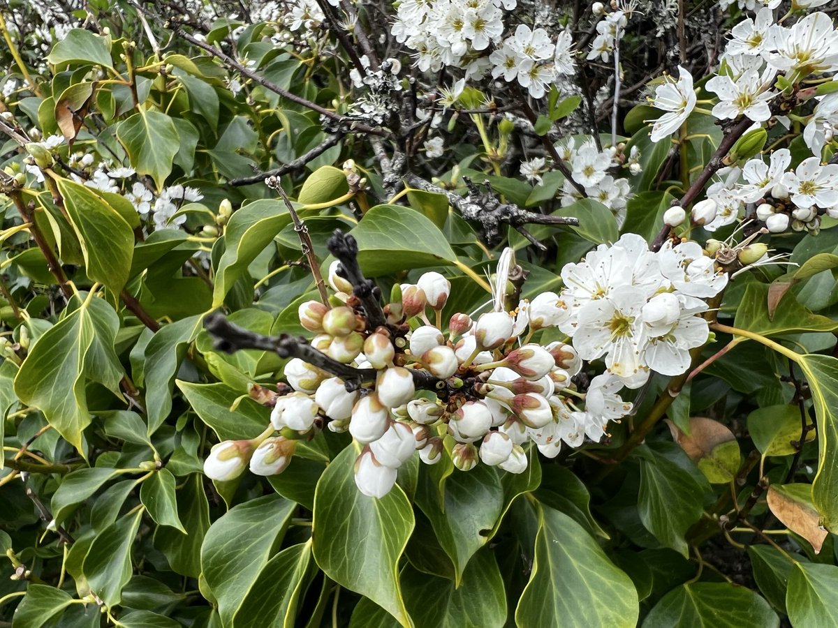 bir08967383's tweet image. Lost in spring’s spell 🌸✨
#SpringVibes