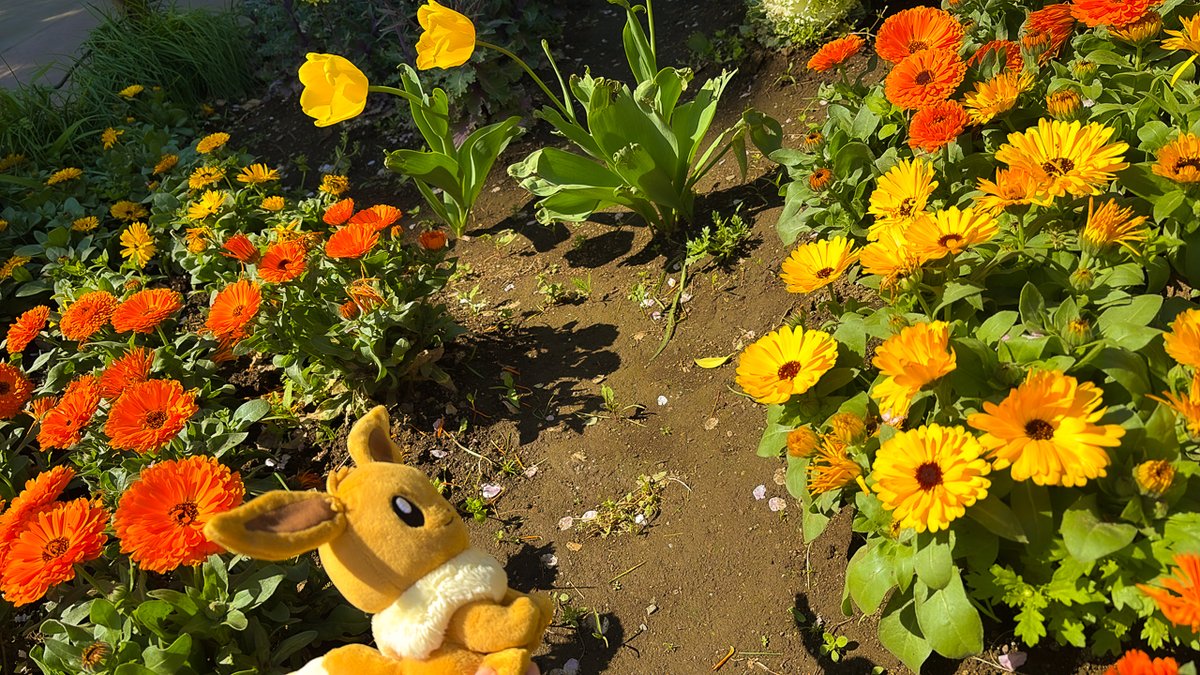 【公式】プロジェクトイーブイ（続） tweet media