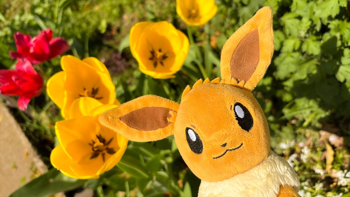 【公式】プロジェクトイーブイ（続） tweet media