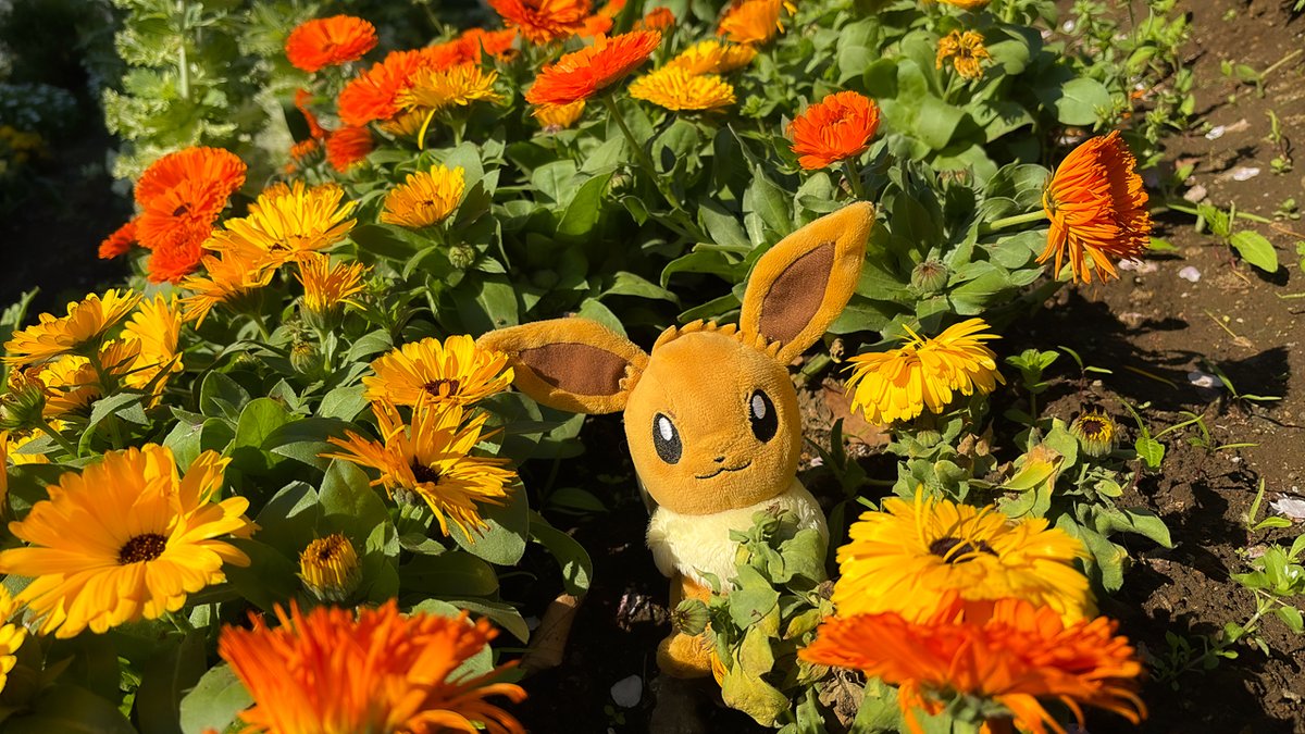 【公式】プロジェクトイーブイ（続） tweet media