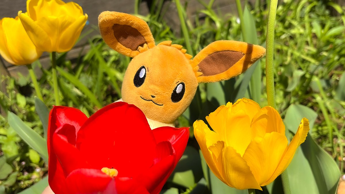 【公式】プロジェクトイーブイ（続） tweet media