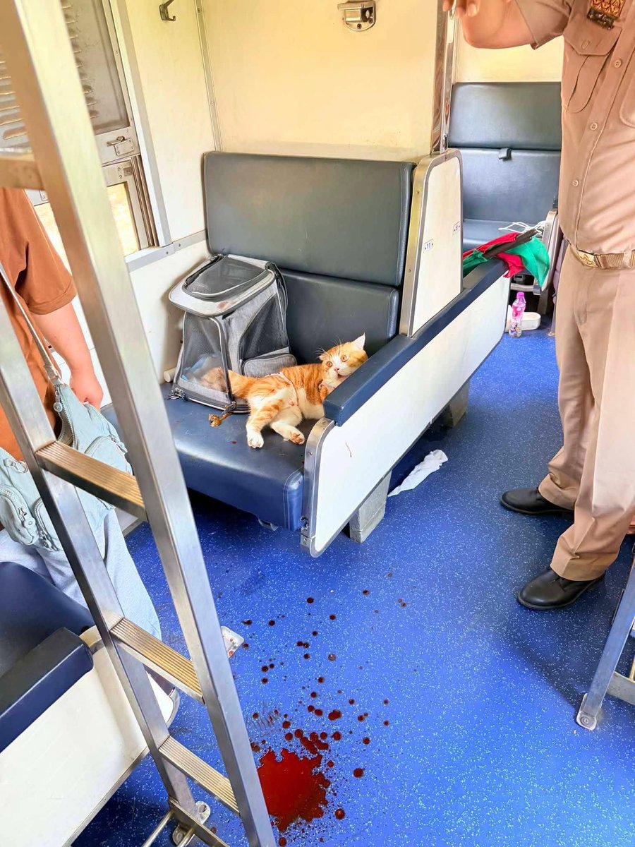 قطة تثير الذعر وتسبب في إصابات وإيقاف قطار!

وقع حادث غير متوقع على متن القطار رقم 169، بانكوك - يالا، عندما هاجمت قطة الركاب، وعضتهم وخدشتهم. 
اضطر طاقم القطار إلى إيقافه للسيطرة على القطة، مما تسبب في فوضى عارمة طوال الرحلة.

وقع الحادث أثناء الرحلة عندما شعرت القطة، التي كانت