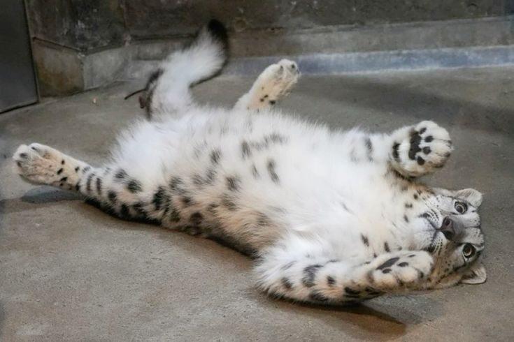 woof "pronouns" woofington tweet media