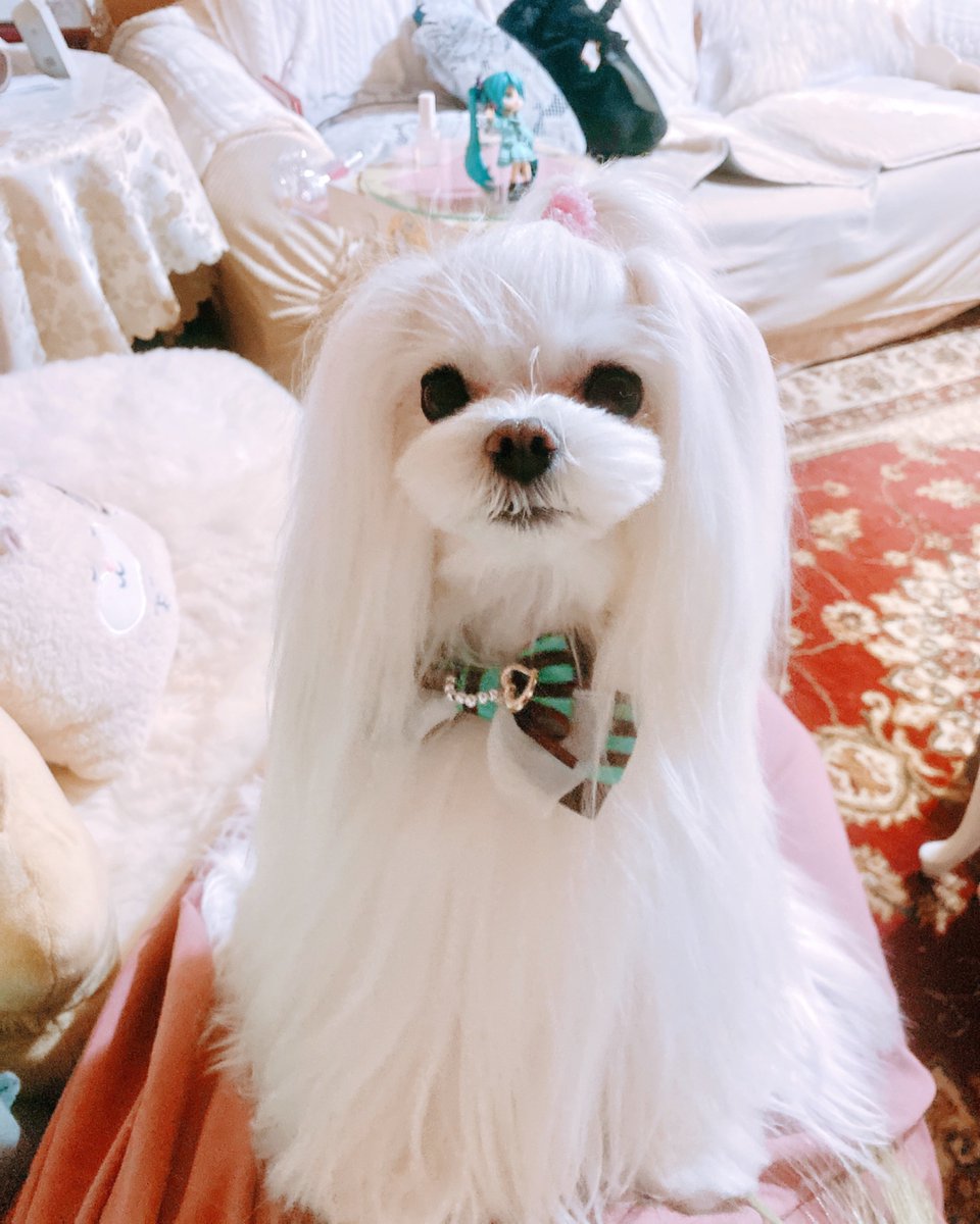 東雲ゆめたろう tweet media