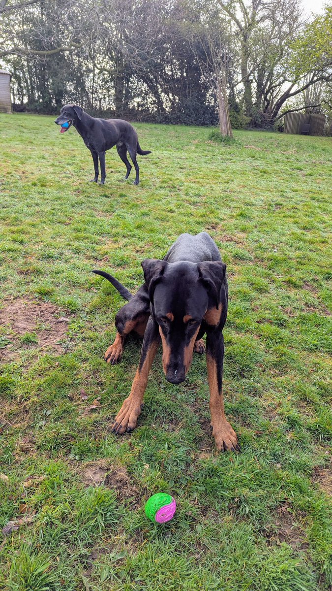 NotBadForHerAge's tweet image. If only I could get it to move by staring at it. Oh wait, I have a human to xo that for me 😅🐾🐾 #Damson #Dobermann  #Fred #dogs