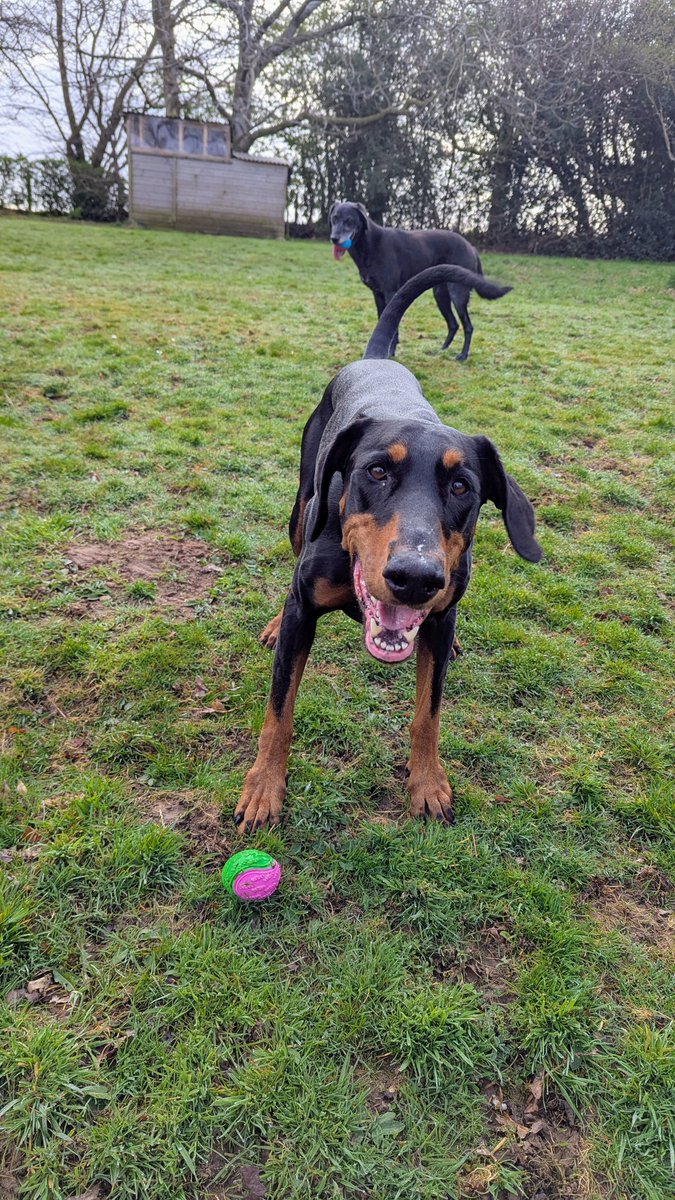 NotBadForHerAge's tweet image. If only I could get it to move by staring at it. Oh wait, I have a human to xo that for me 😅🐾🐾 #Damson #Dobermann  #Fred #dogs