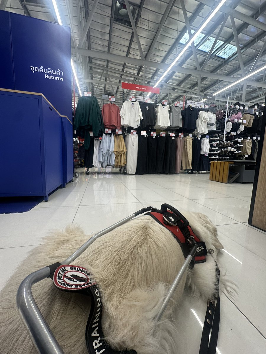 BookBukkuBuch's tweet image. เดือนกุมภามีโอกาสได้ช่วยผู้พิการทางสายตาชาวอิตาเลียน ที่เดินทางมาพร้อมสุนัขนำทาง พบว่าที่ไทยอุบาทว์มาก แม้เพจ ผมชื่อลูเต้อร์ จะกรุยทางเอาไว้ดีมากในการนำสุนัขนำทางเข้าห้าง แต่ก็ห้างก็เหมือนPR พอคุณทรายกับลูเต้อร์ไม่อยู่ไทย ห้างก็ลอยตัว เราโทรเช็คเซ็นทรัลบางนาไม่ให้เข้า