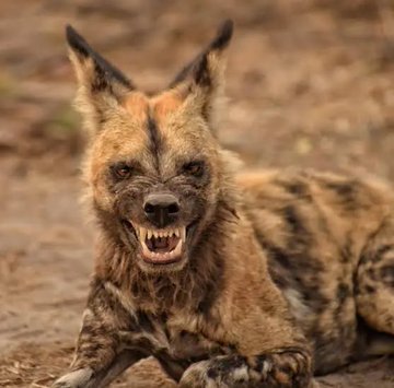 💚‏‏‎☫❤️ رحیمی tweet media