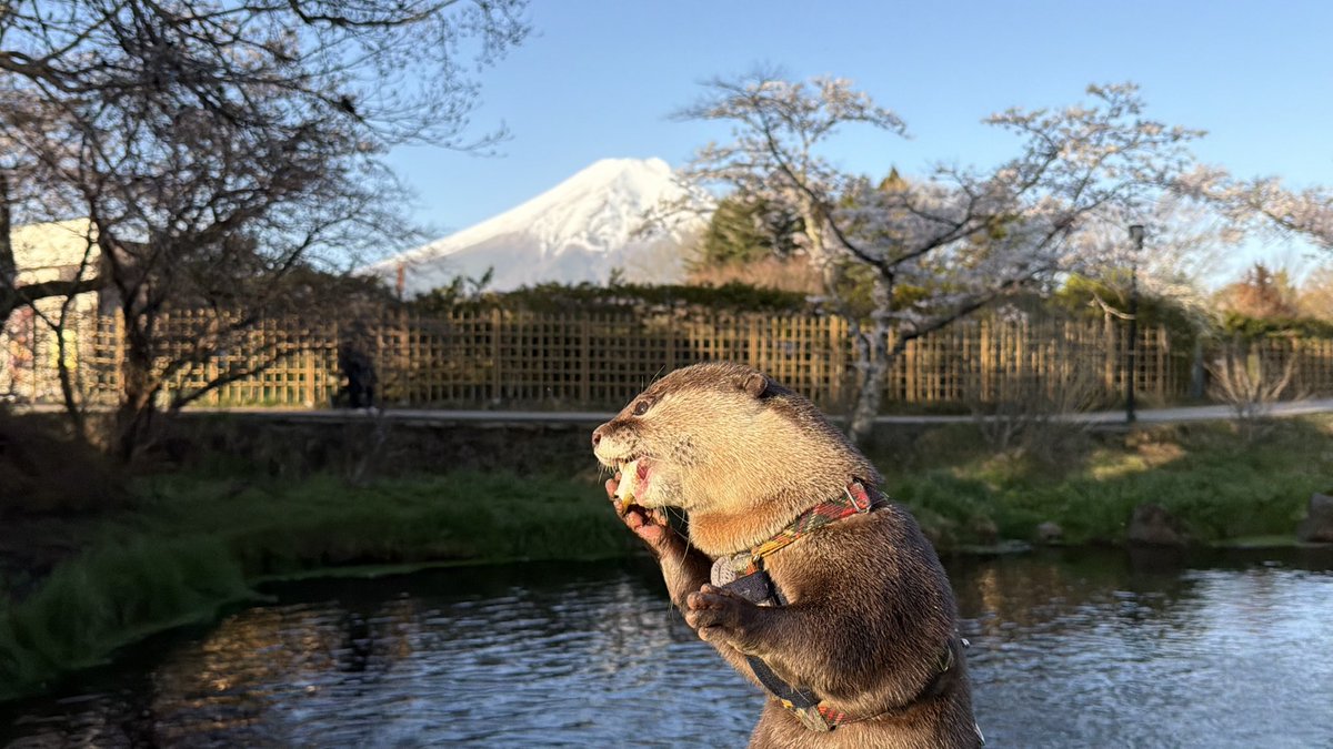 We're heading to that river this weekend. オイラ今週末はあの川行っ