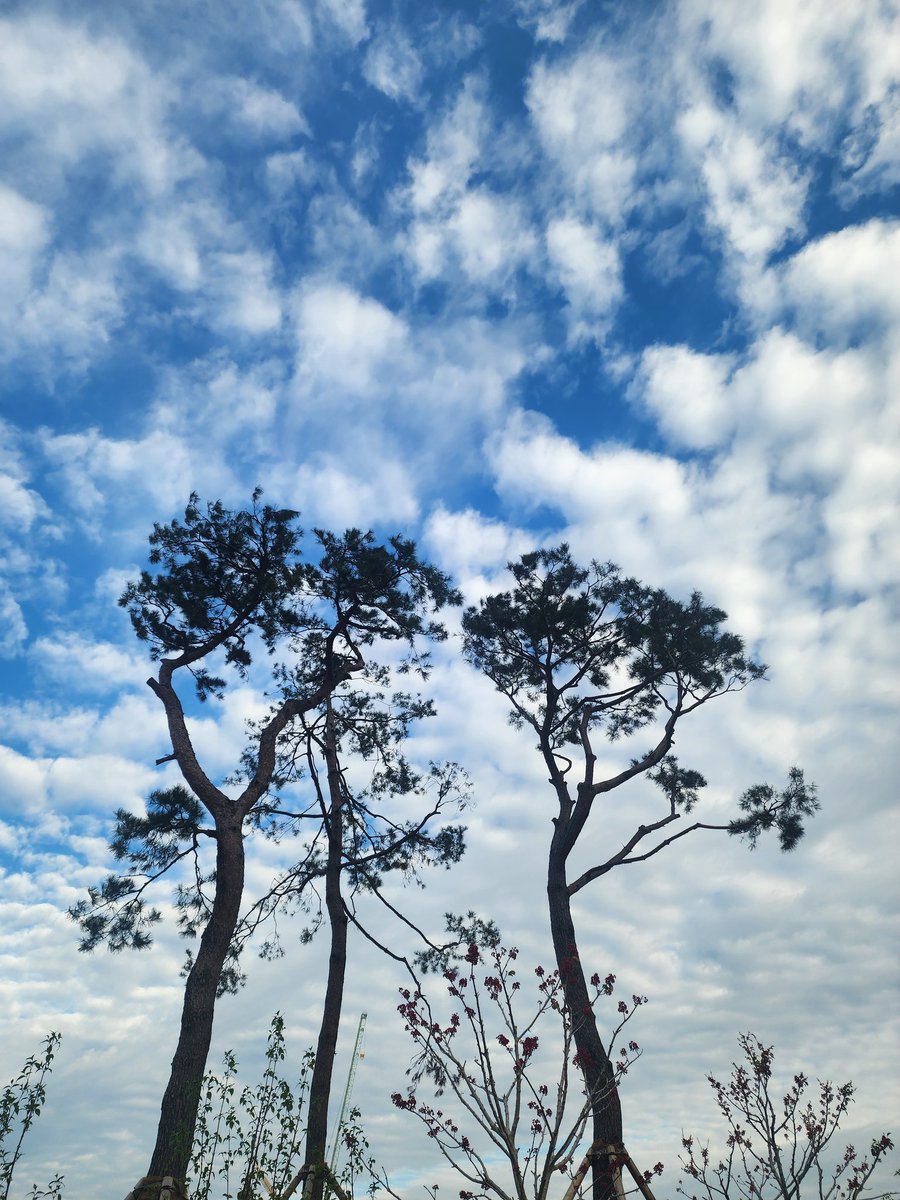 KO펀치 tweet media