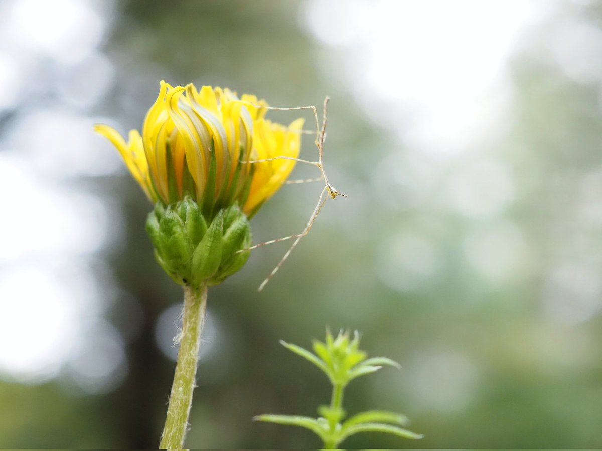 片田陽依 (ひよりの虫日記) tweet media