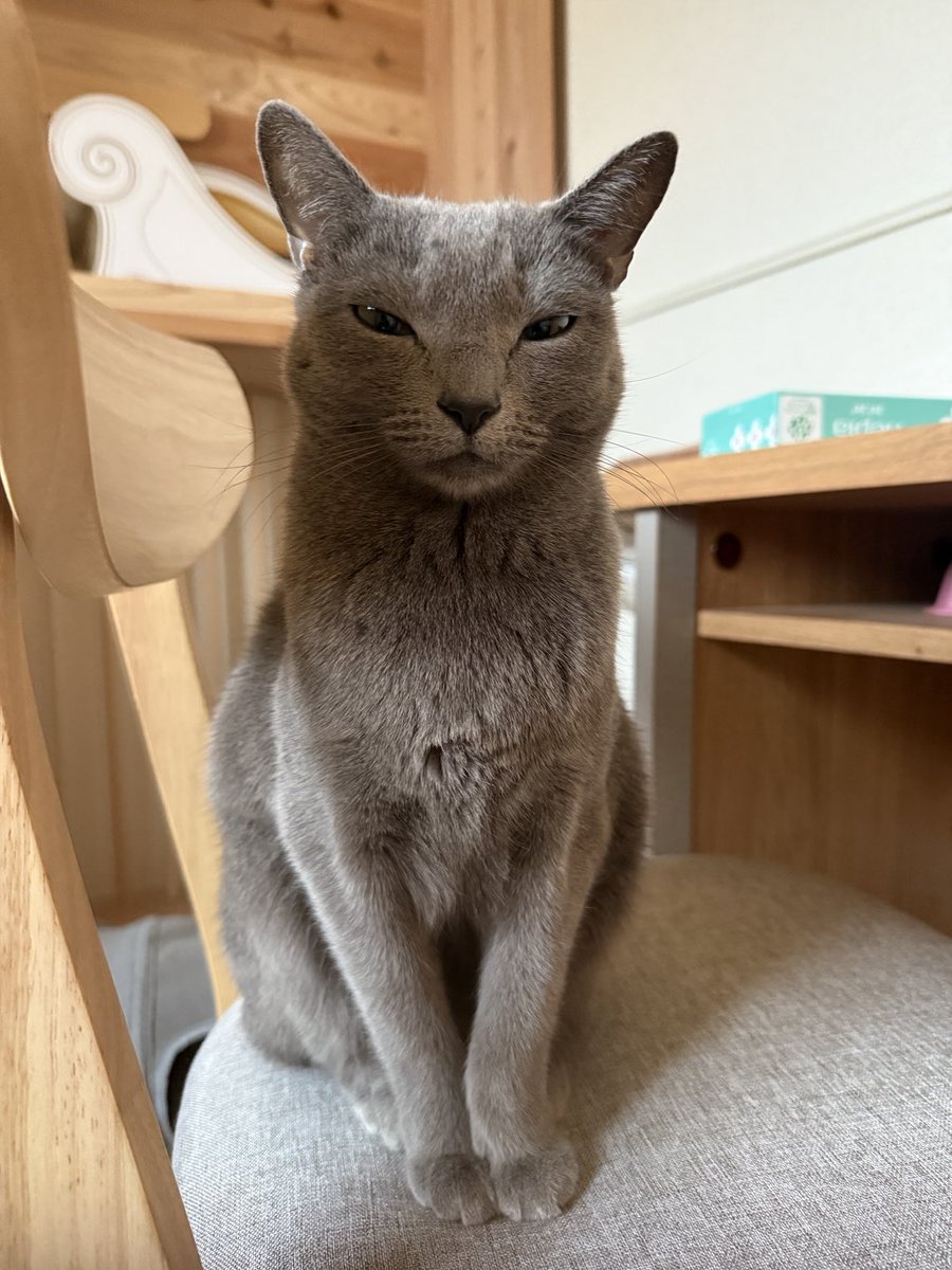 不機嫌ねっこ
ギリギリまだ可愛い⊂((・x・))⊃
#ロシアンブルー