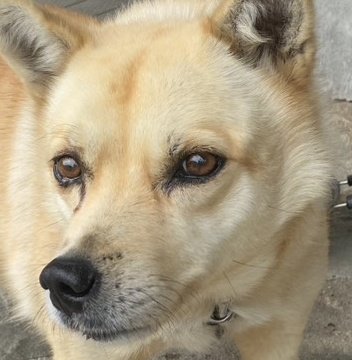 越智ブリ中（江戸研究家） tweet media