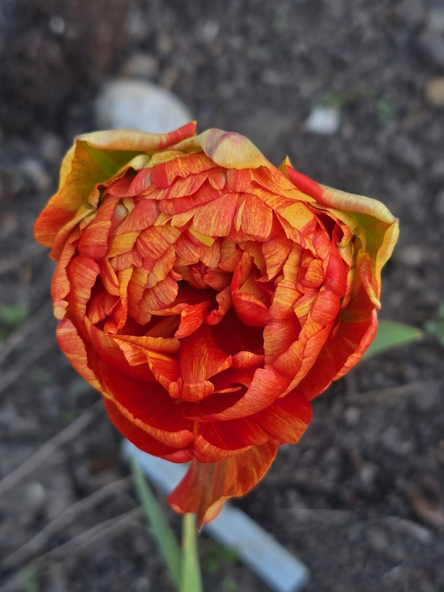 katerina7711's tweet image. Another wonderful display of #tulips at the #allotment today #flowers #gardening #growyourown #orange #pink #lovely 🌷🌷🌷
