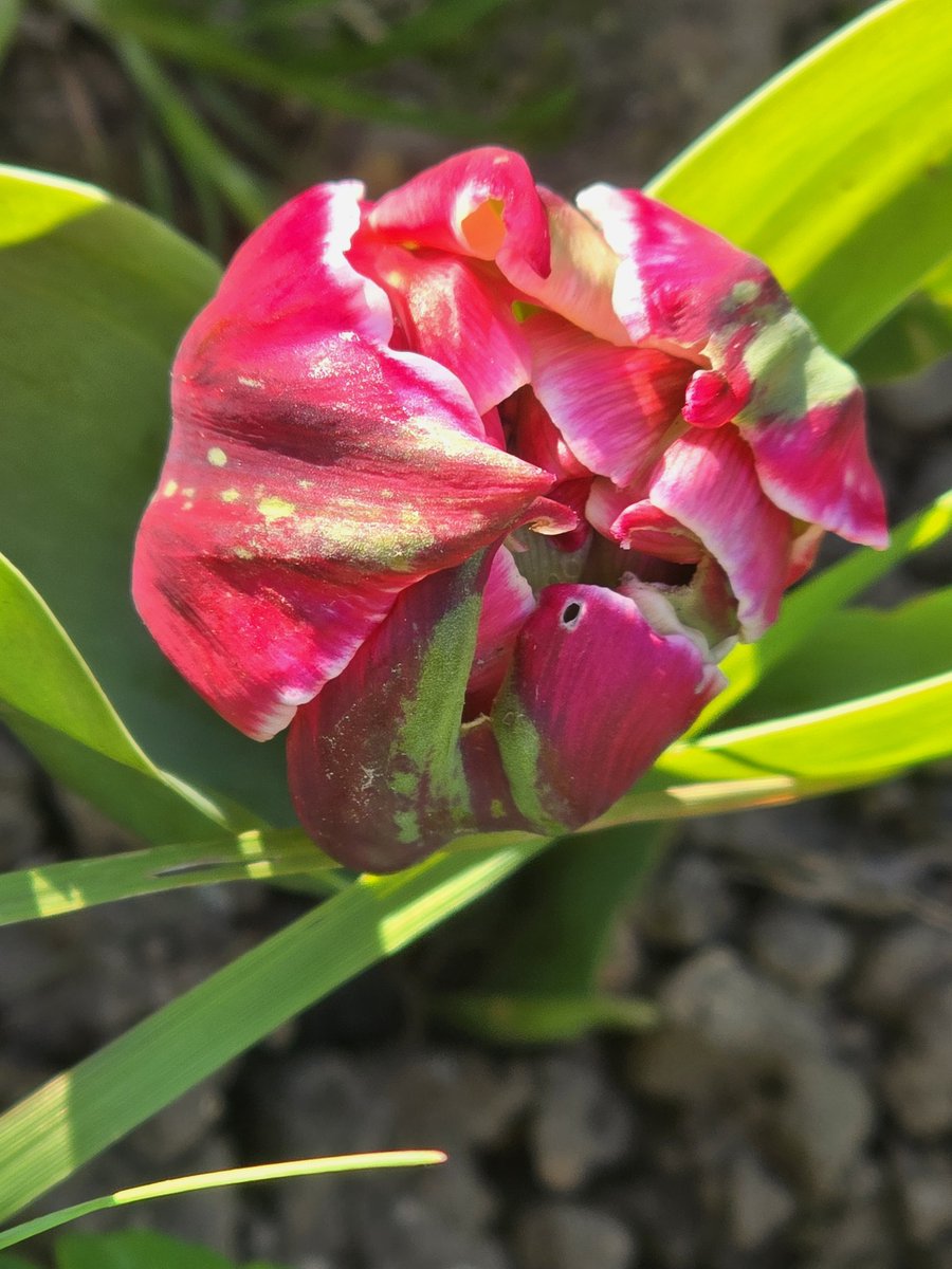 katerina7711's tweet image. Another wonderful display of #tulips at the #allotment today #flowers #gardening #growyourown #orange #pink #lovely 🌷🌷🌷