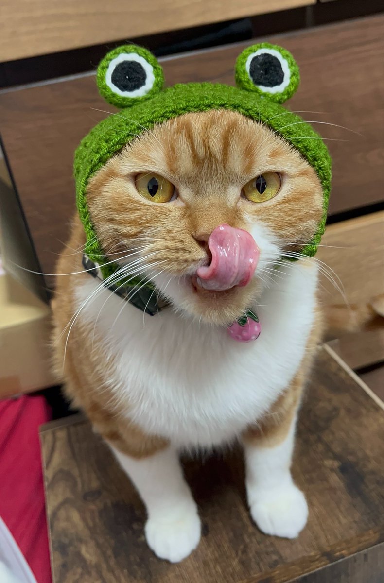 mikitty tweet media
