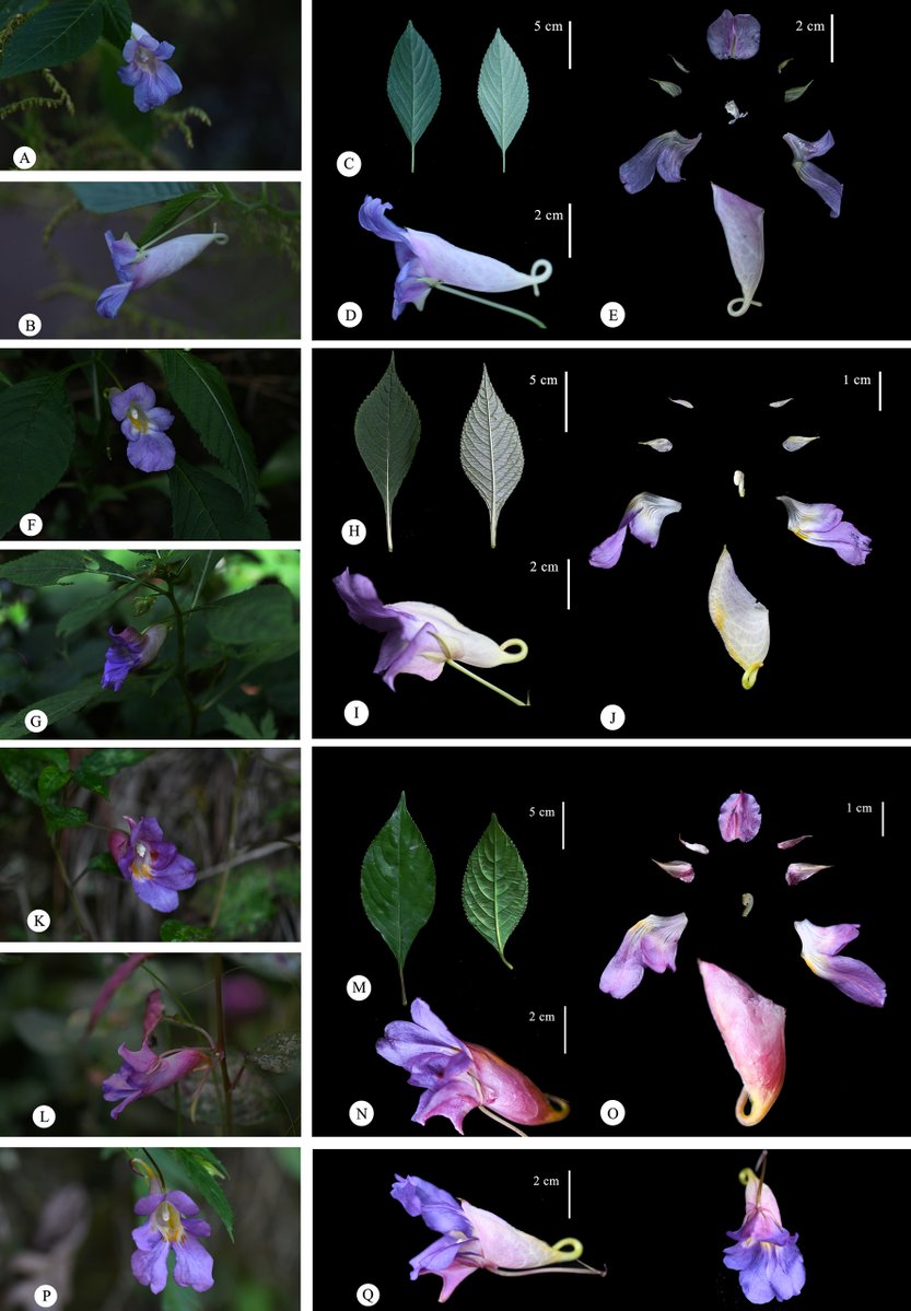 PhytoKeys tweet media