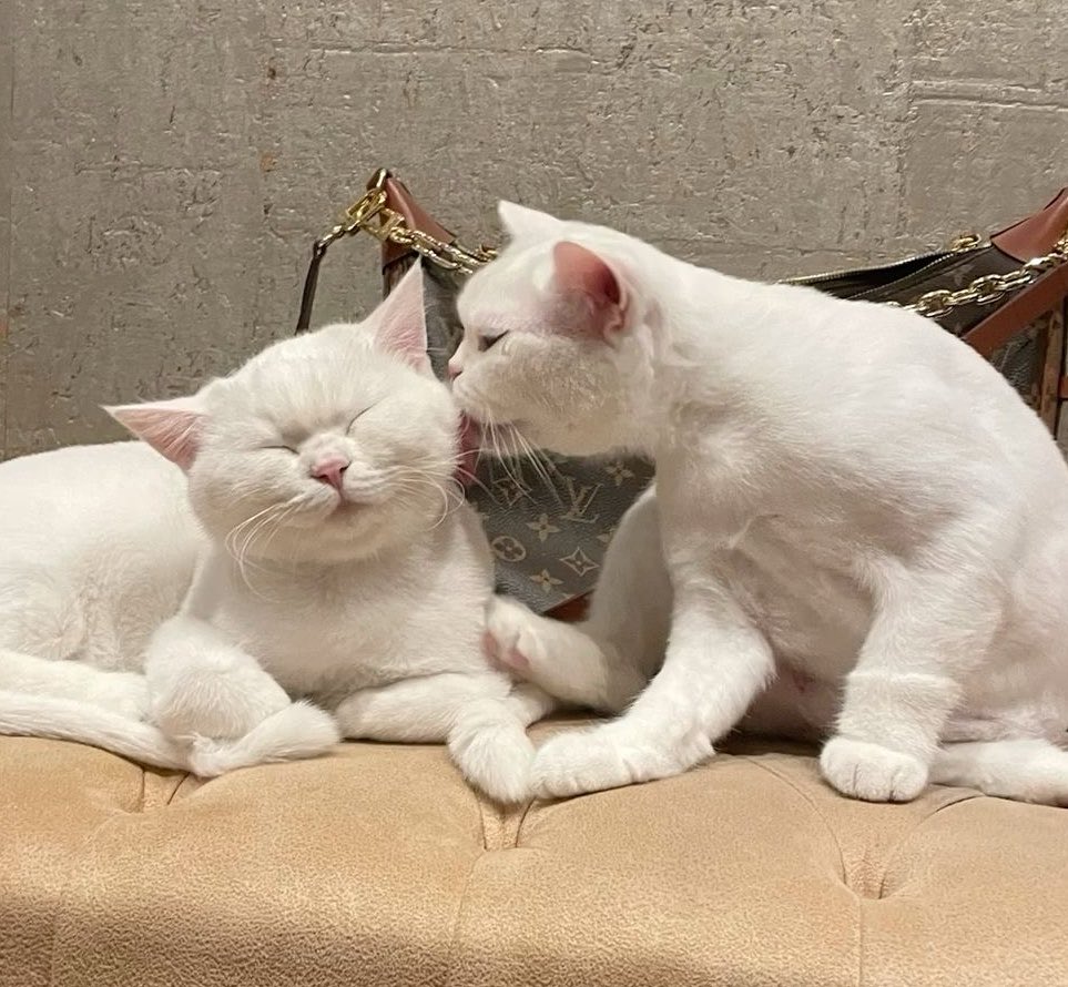 professional cat-ifyer of the HR cast tweet media