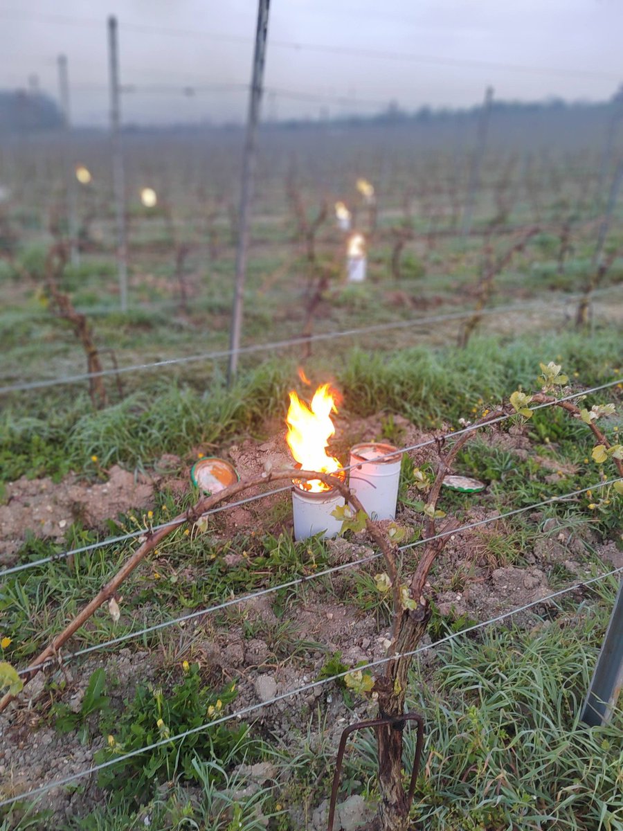 Meteovilles's tweet image. 🥶 Certains producteurs ont lutté contre le #gel cette nuit du mardi 14 avril 2026, ici depuis #Proverville dans l'#Aube où il faisait -1°C au petit matin. (photos Pascal Lestant)