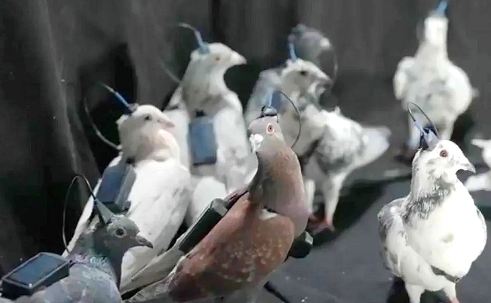 pierrepinna's tweet image. #AI (and especially its human creators!) had promised  to cure cancer...
... but instead...
👇
Russia Implants Chips Into Brains Of ‘Spy’ Pigeons In Bizarre #Surveillance Push

obdaily.com/news/science-t… 
#UnethicalAI🙀 

They would have been better off implanting their f*** chip in