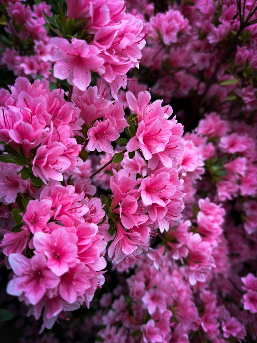 𝖍𝖊𝖑𝖎𝖔𝖕𝖍𝖎𝖑𝖎𝖆 tweet media