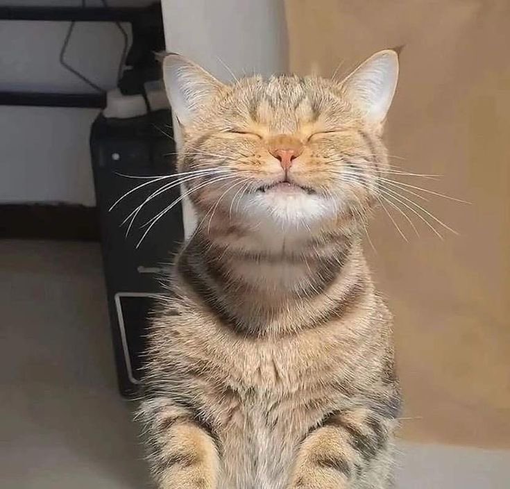 พีชน์ ૮・ᴥ・ა tweet media