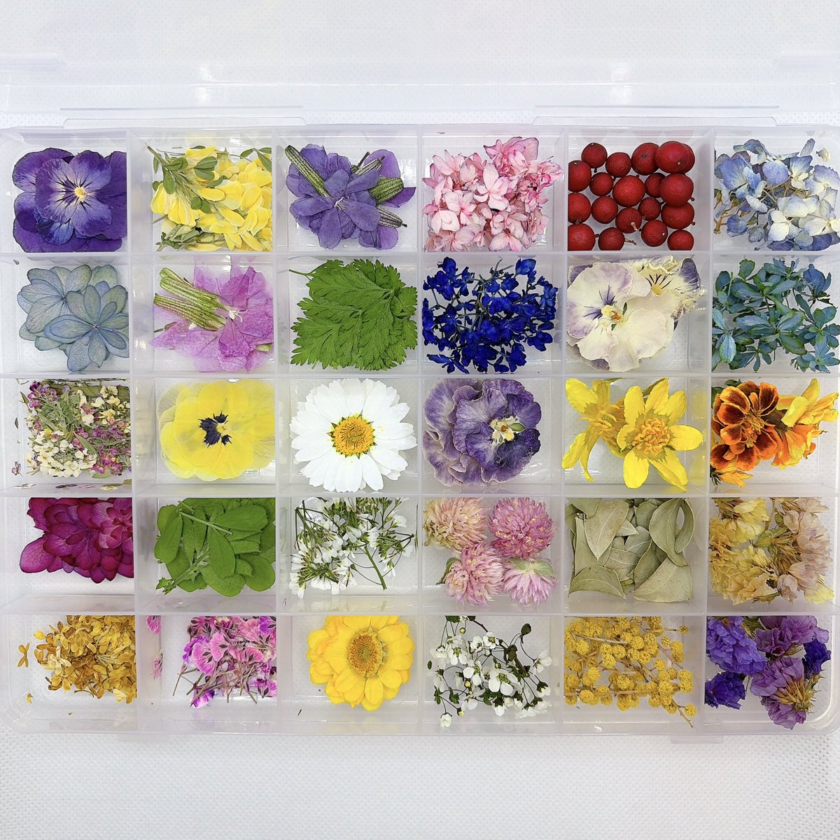 mshmd_flower's tweet photo. 押し花&amp;ドライフラワー花材をたくさん出品しました🥰トップページのリンクより🔗ぜひご覧ください🪻
#押し花素材　#押し花　#ドライフラワー　#レジン素材　#レジンヘアゴム　#ハーバリウム素材 https://t.co/k25qsbWp8M