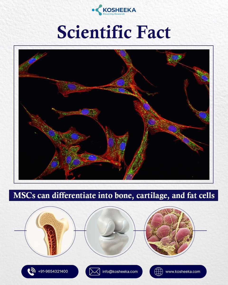kosheeka tweet media