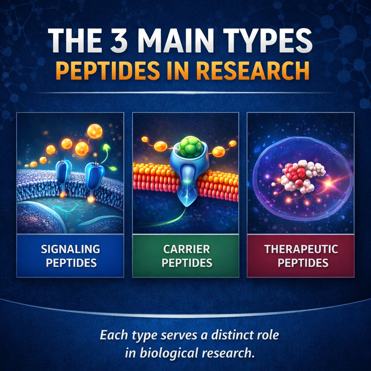 NTPeptides's tweet photo. Peptides aren’t one category.

🔹 In research, they’re often grouped as:
• Signaling
• Carrier
• Therapeutic

Each serves a different function 👇
 https://t.co/cJPayfBglz https://t.co/IqSmqW5SWL