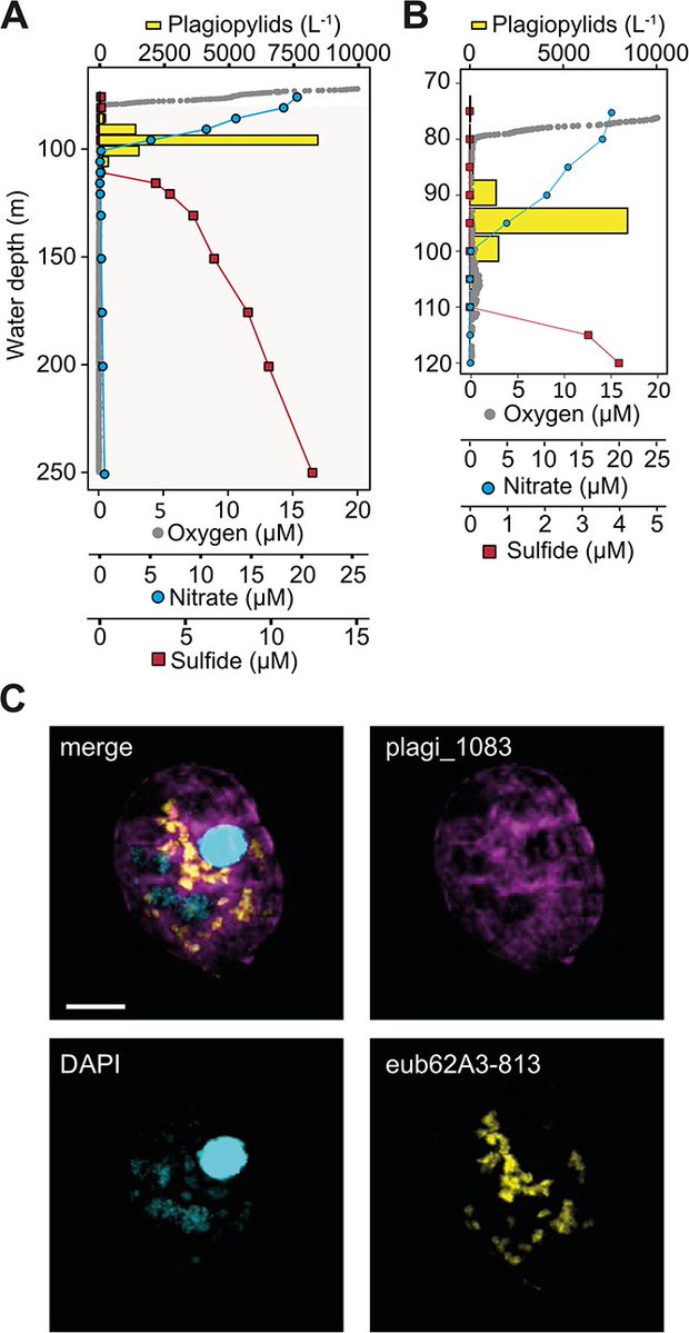 protasov_evgeni's tweet image. Redox gradients define the ecological niche of ciliates with denitrifying endosymbionts in anoxic lake waters
#microbiology #ciliates #symbiosis
@ISMEJournal @ISME_microbes 
doi.org/10.1093/ismejo…