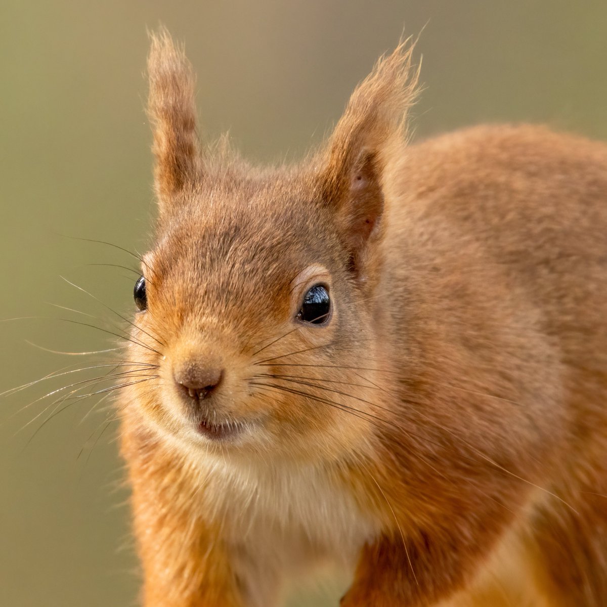 UK Squirrel Accord tweet media